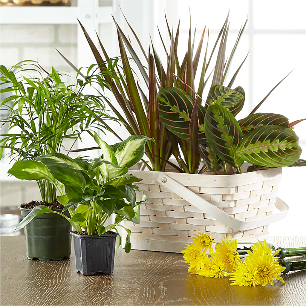 Florist Designed Blooming and Green Plants in a Basket – For Get Me Not Florist, Williamston NC