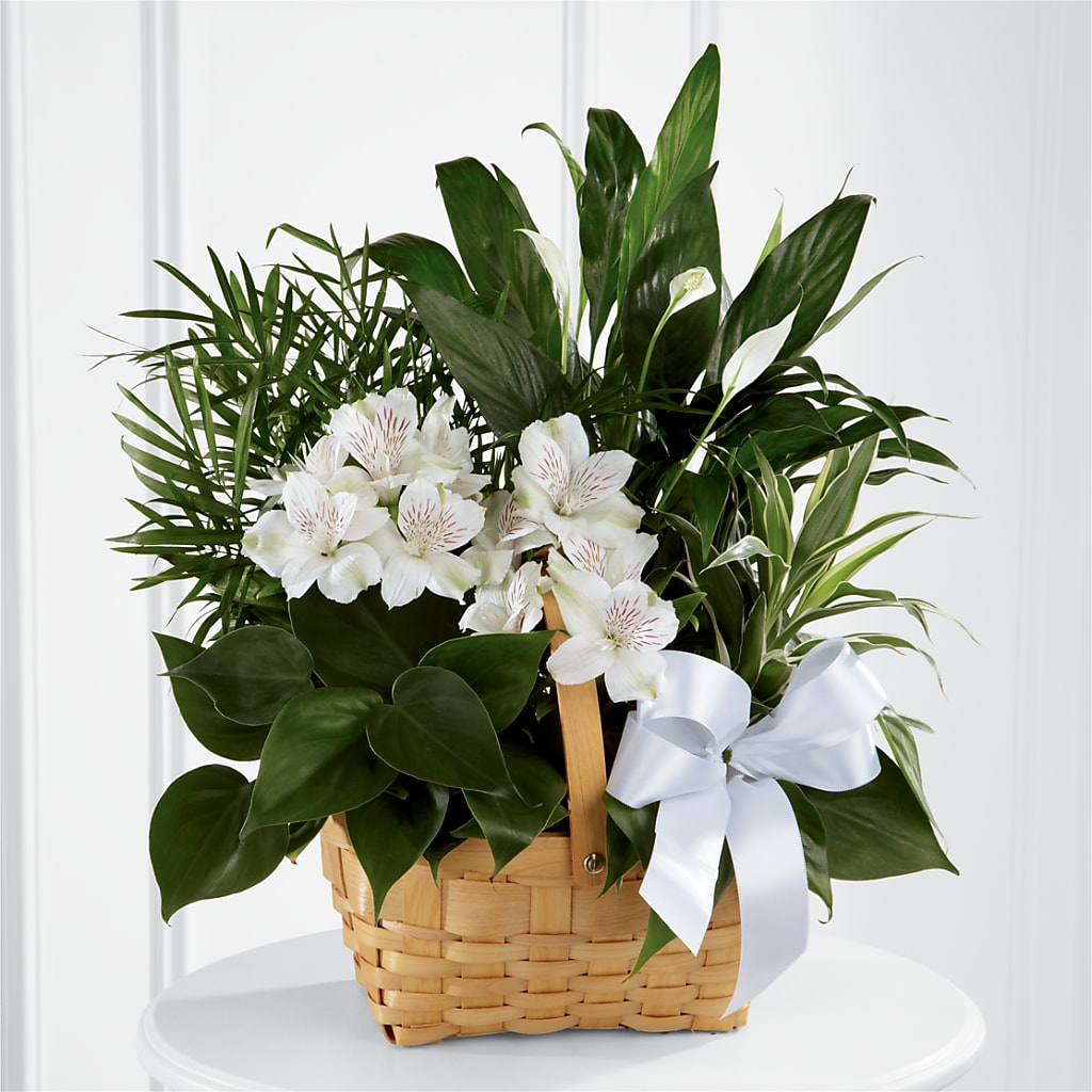 Peace & Serenity Dishgarden – For Get Me Not Florist, Williamston NC