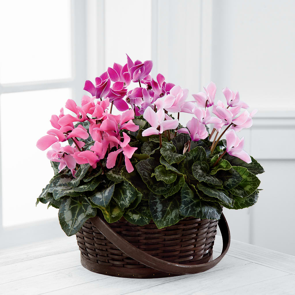 Mixed Cyclamen Planter – For Get Me Not Florist, Williamston NC
