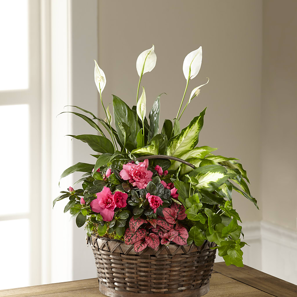 Dream in Pink Dishgarden – For Get Me Not Florist, Williamston NC