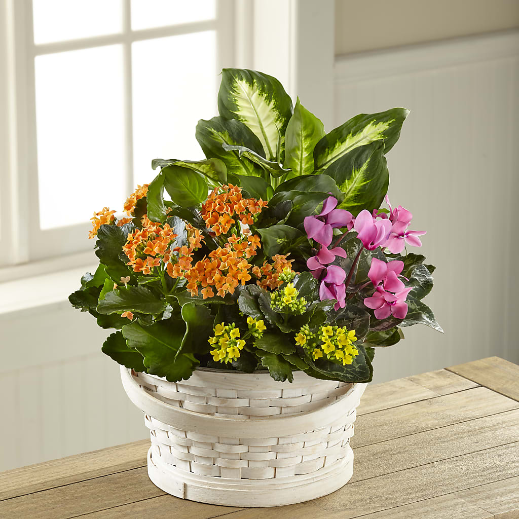 Color Crush Dishgarden – For Get Me Not Florist, Williamston NC