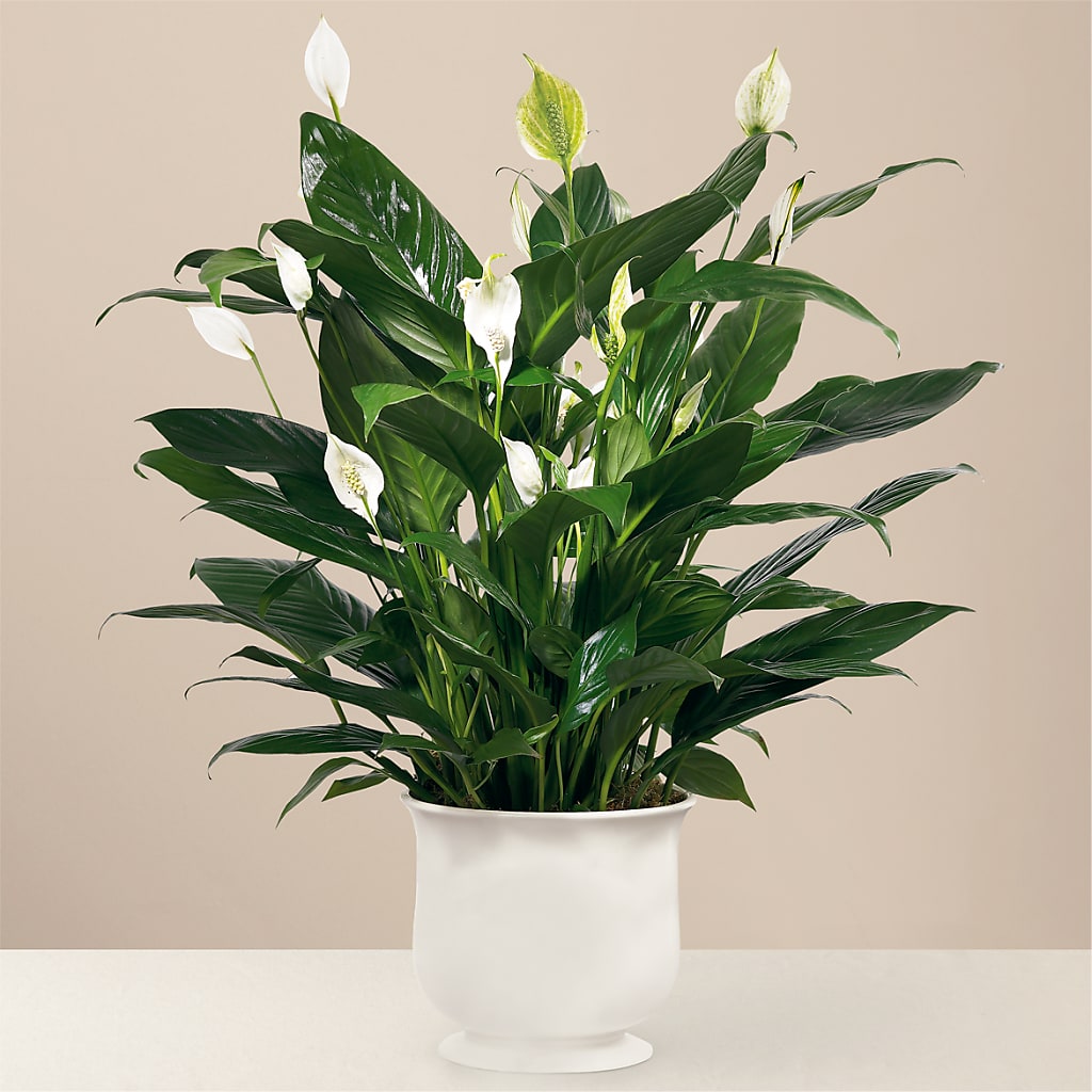 Comfort Planter – For Get Me Not Florist, Williamston NC