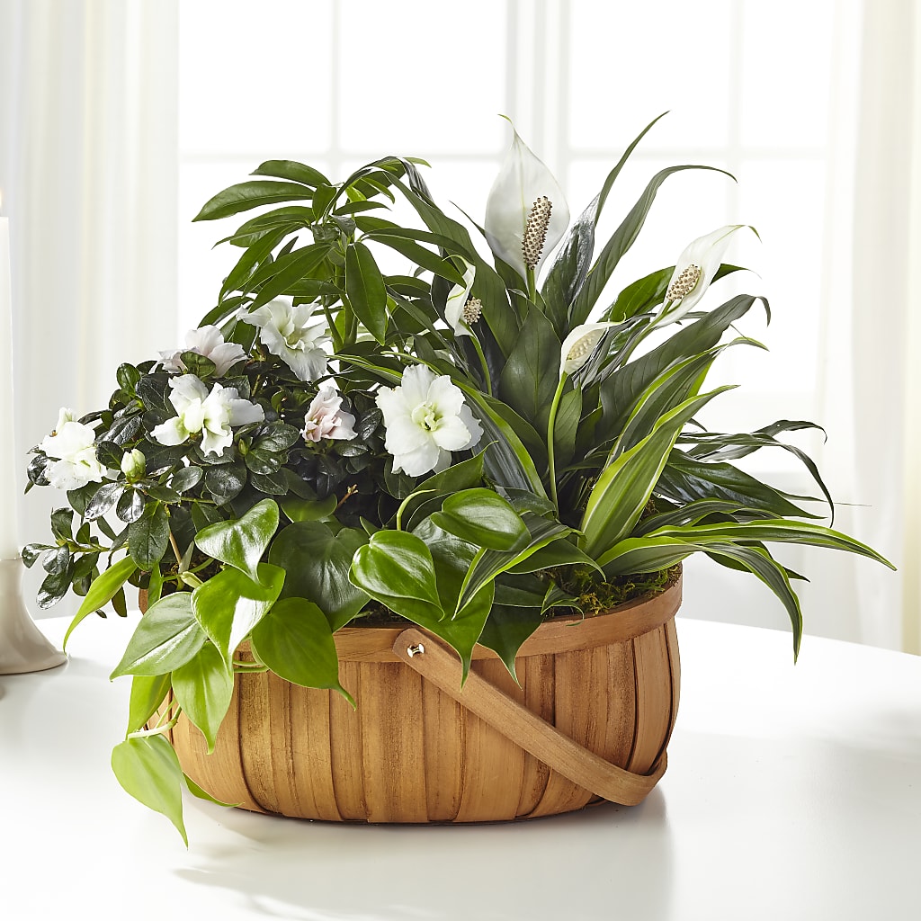 Serene Dishgarden – For Get Me Not Florist, Williamston NC