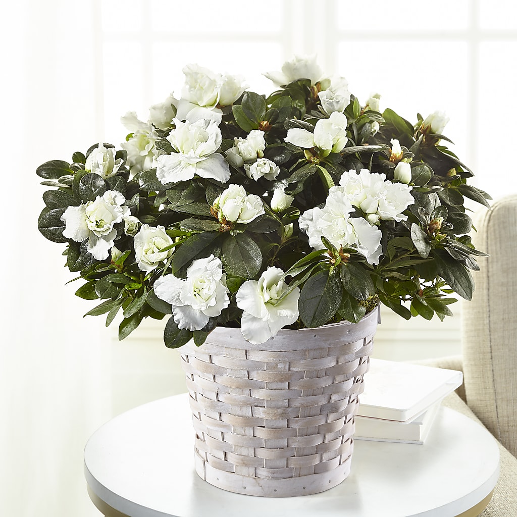 White Azalea Plant – For Get Me Not Florist, Williamston NC