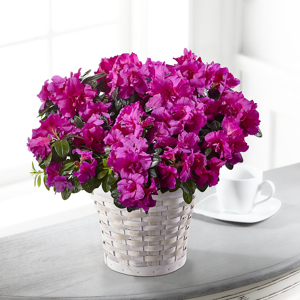 Hope & Serenity Azalea Plant – For Get Me Not Florist, Williamston NC