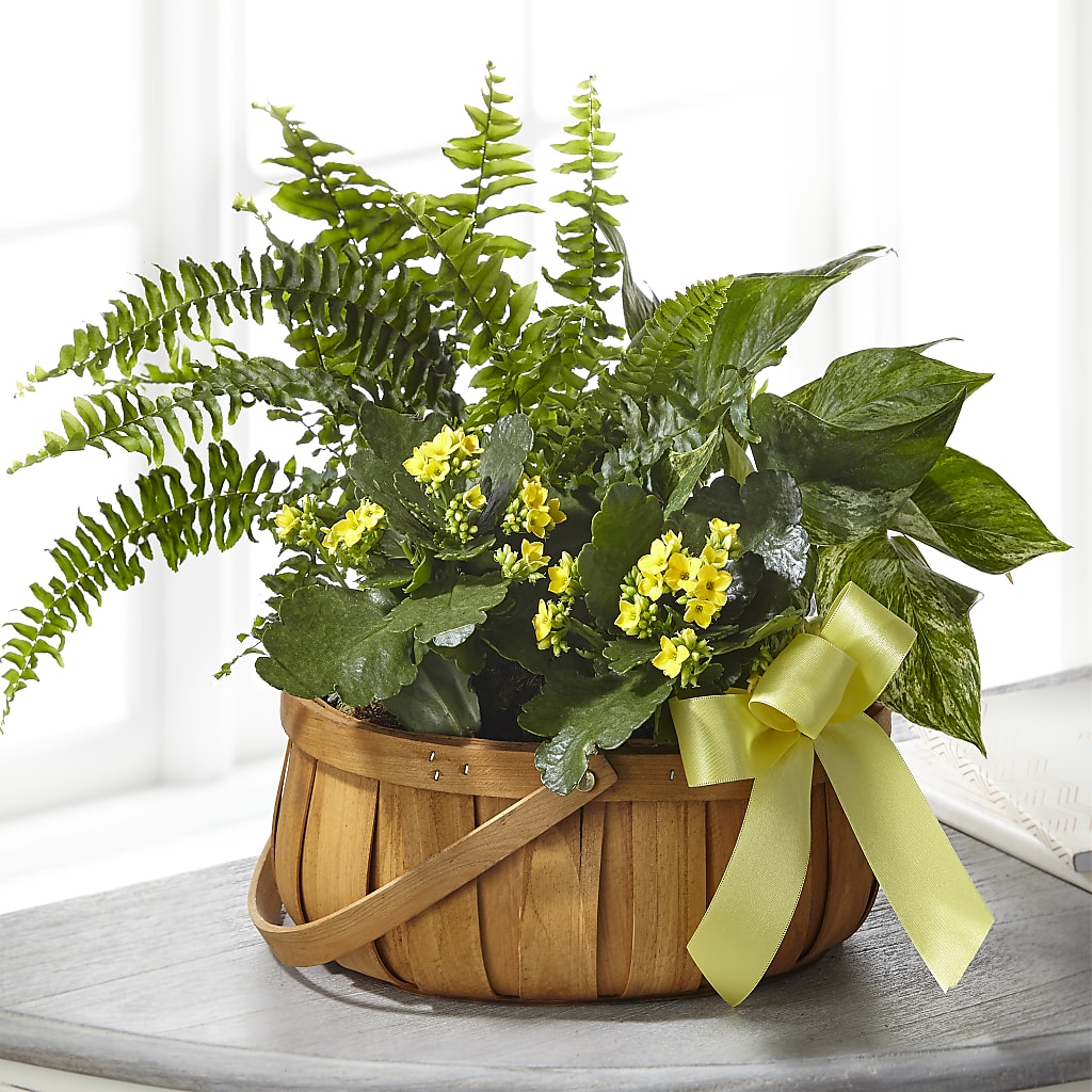 Always Dear Dishgarden – For Get Me Not Florist, Williamston NC