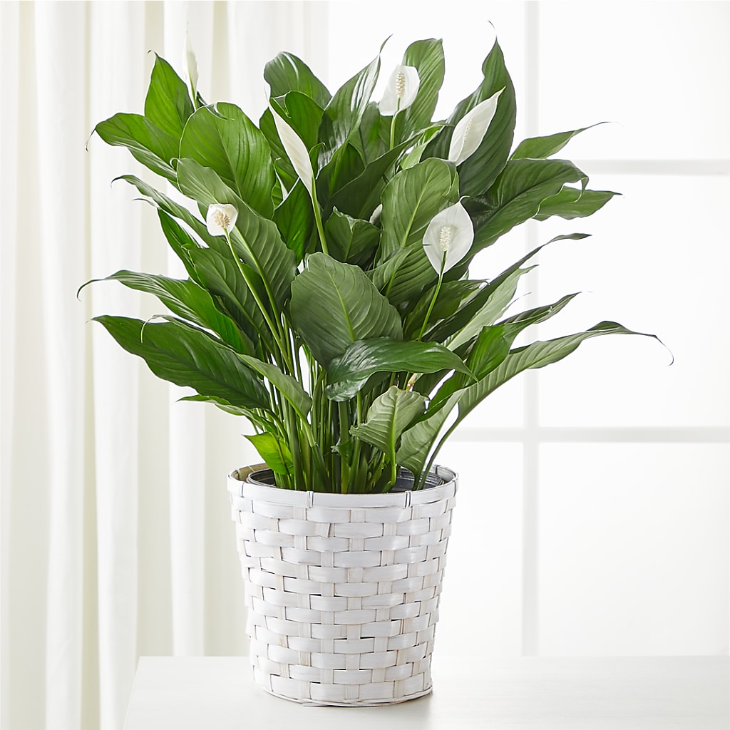 A New Leaf Peace Lily – For Get Me Not Florist, Williamston NC