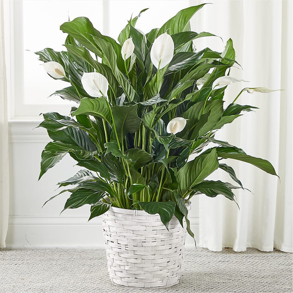 A New Leaf Peace Lily – For Get Me Not Florist, Williamston NC
