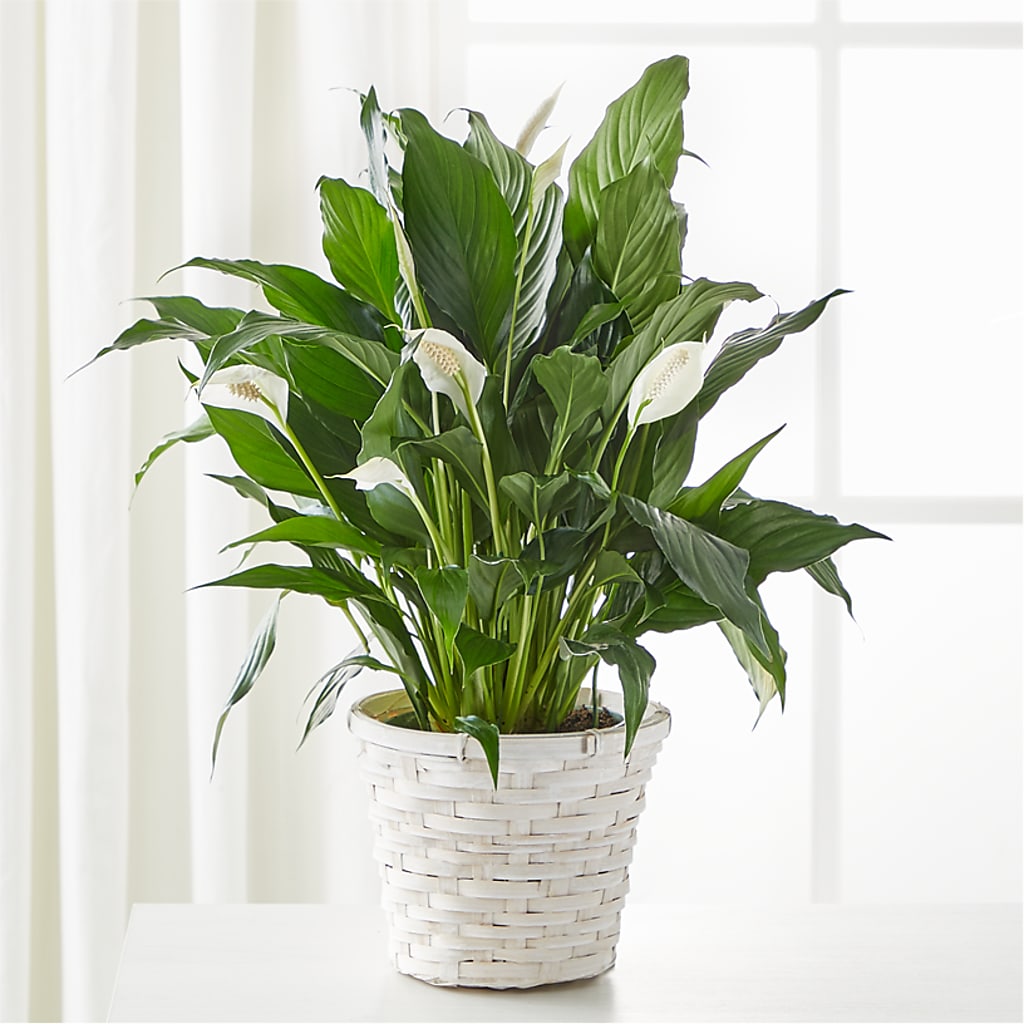 A New Leaf Peace Lily – For Get Me Not Florist, Williamston NC