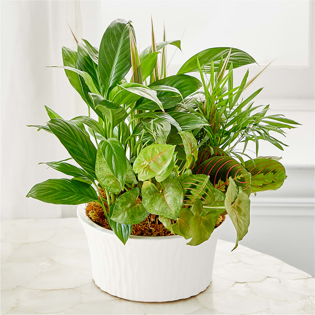 Balance & Harmony Dishgarden – For Get Me Not Florist, Williamston NC