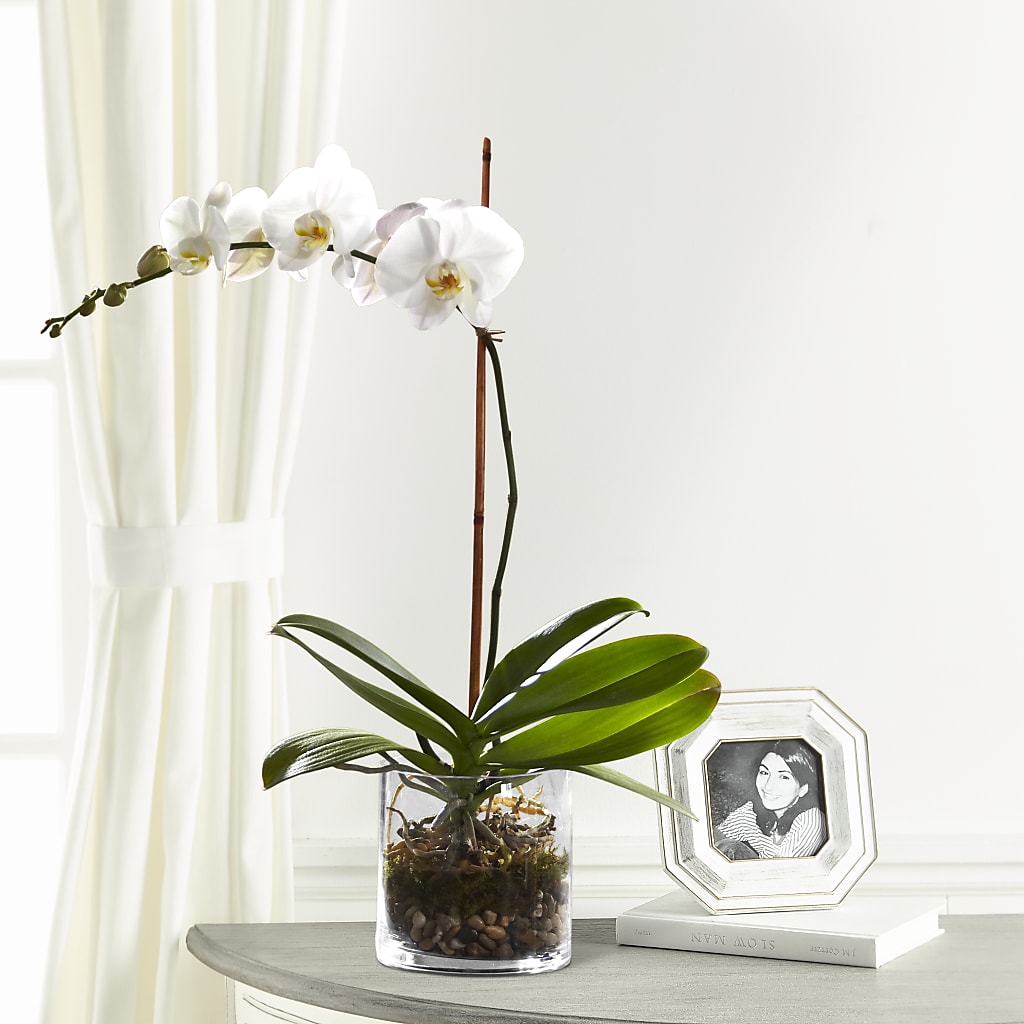 White Orchid Planter – For Get Me Not Florist, Williamston NC