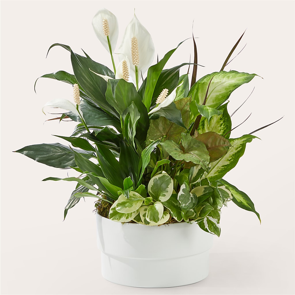 Radiating Positivity Dishgarden – For Get Me Not Florist, Williamston NC