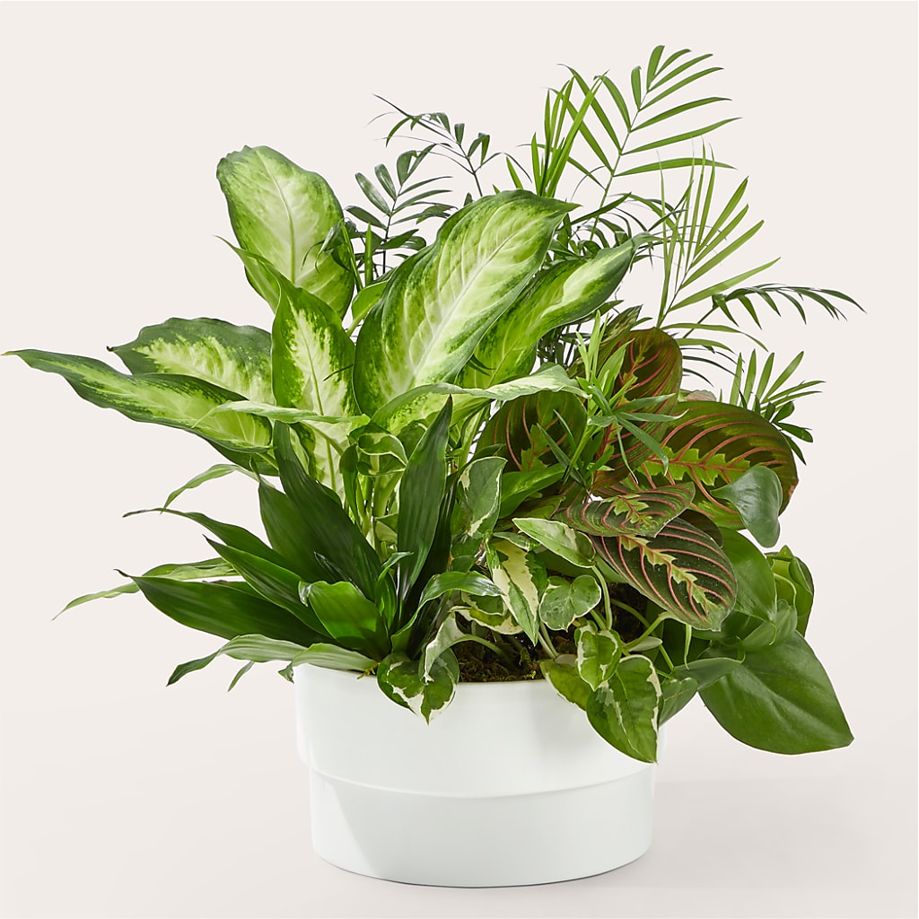 Radiating Positivity Dishgarden – For Get Me Not Florist, Williamston NC