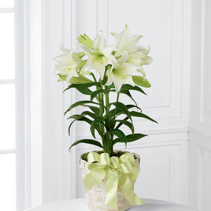 Easter Lily Plant –  For Get Me Not Florist, Williamston NC