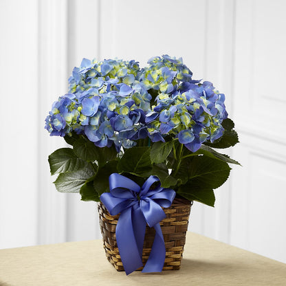 Blue Hydrangea Planter –  For Get Me Not Florist, Williamston NC
