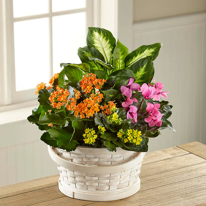 Color Crush Dishgarden –  For Get Me Not Florist, Williamston NC