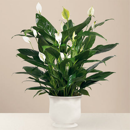 Comfort Planter –  For Get Me Not Florist, Williamston NC