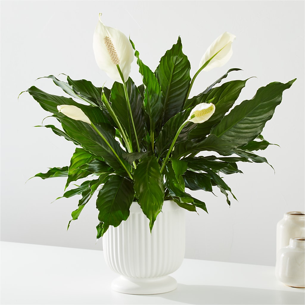 Comfort Planter –  For Get Me Not Florist, Williamston NC