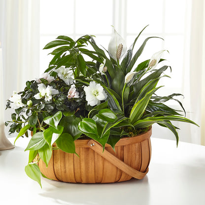 Serene Dishgarden –  For Get Me Not Florist, Williamston NC