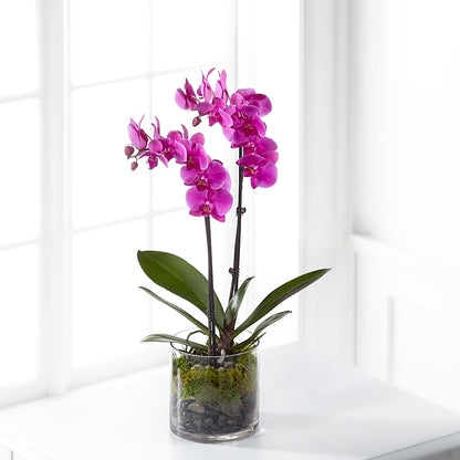 Pink Orchid Plant –  For Get Me Not Florist, Williamston NC