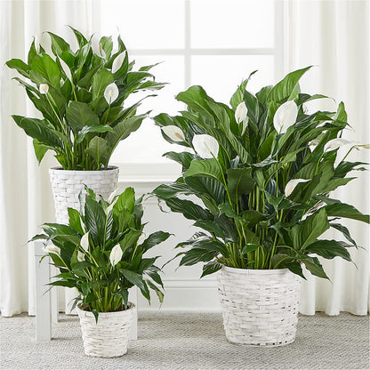A New Leaf Peace Lily –  For Get Me Not Florist, Williamston NC
