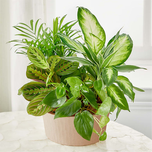 Balance & Harmony Dishgarden –  For Get Me Not Florist, Williamston NC