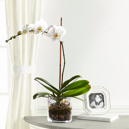 White Orchid Planter –  For Get Me Not Florist, Williamston NC