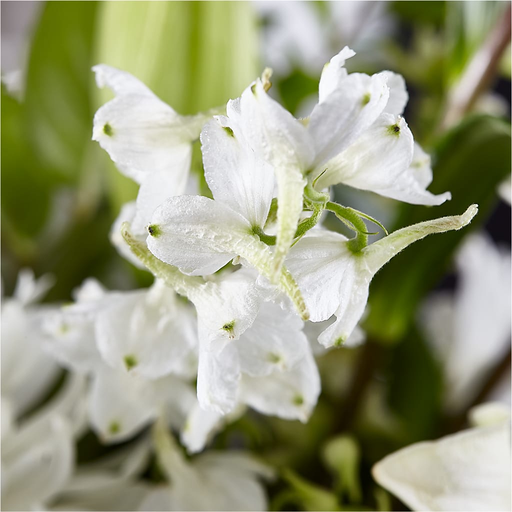 Classic Ivory – A Florist Original –  For Get Me Not Florist, Williamston NC